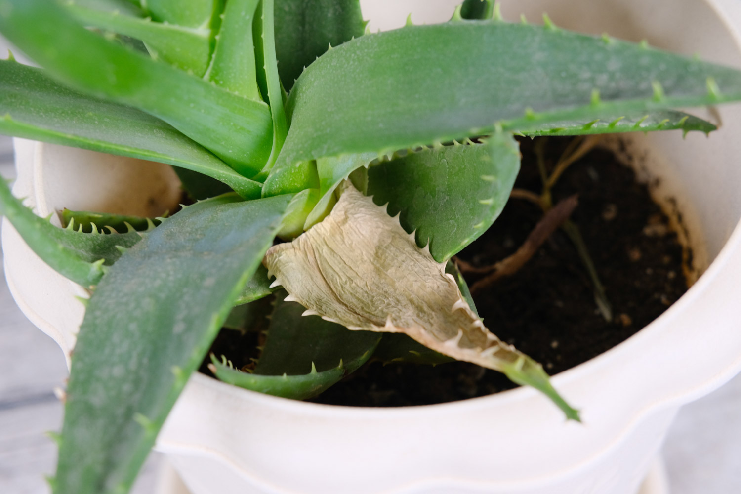 家里放芦荟是吉是凶，放在什么地方吉利