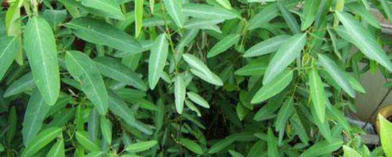 跳舞草为何能跳舞，如何养更好