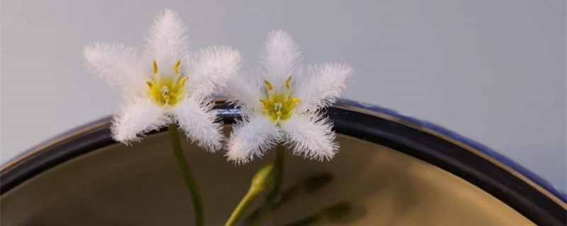 金银莲花如何养，如何分株