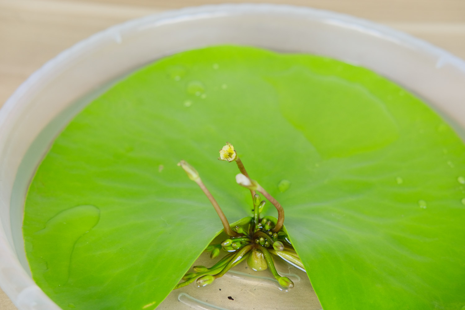 金银莲花如何养，如何分株