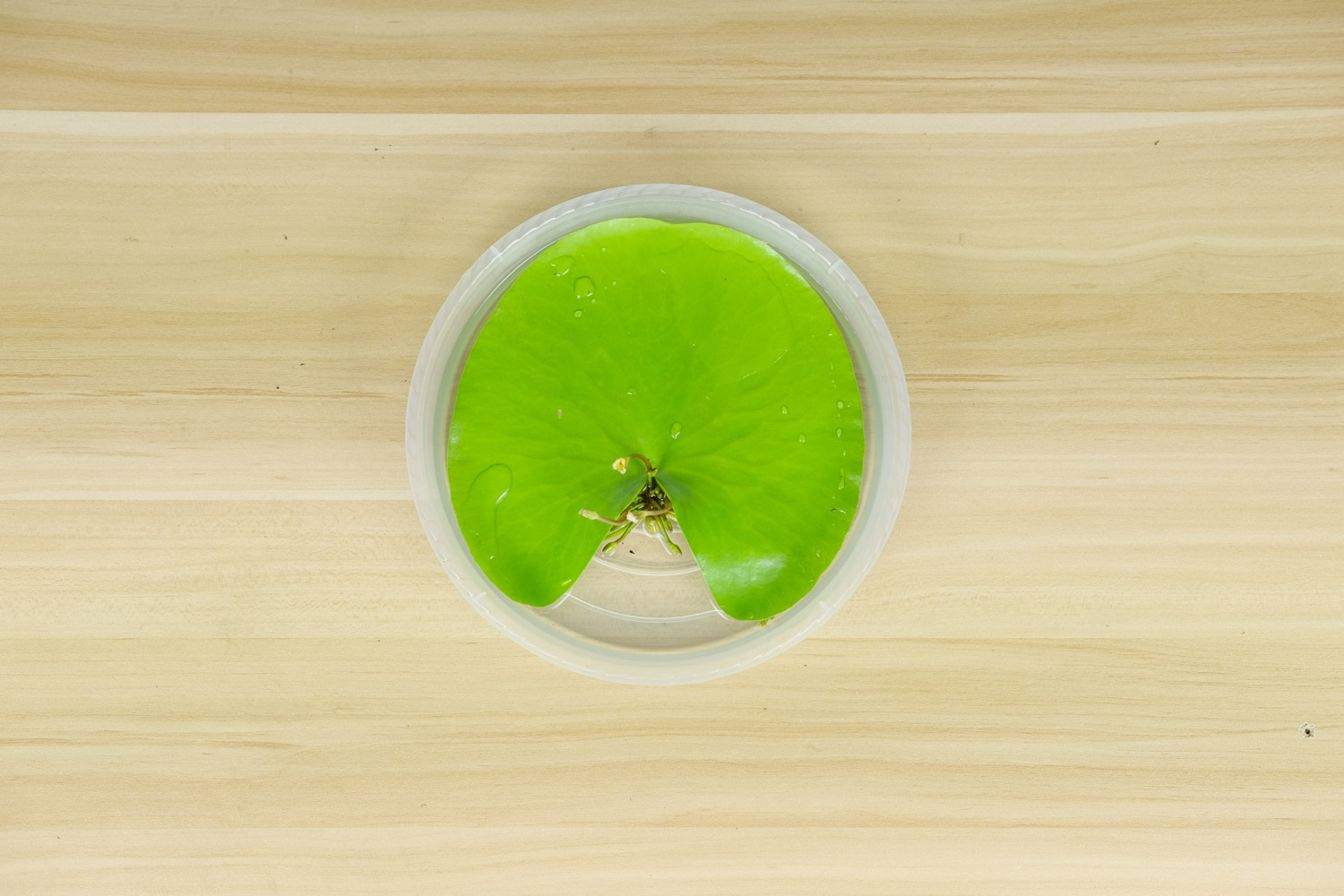 金银莲花如何养，如何分株