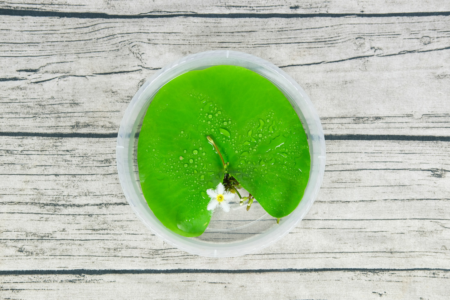 金银莲花如何养，如何分株