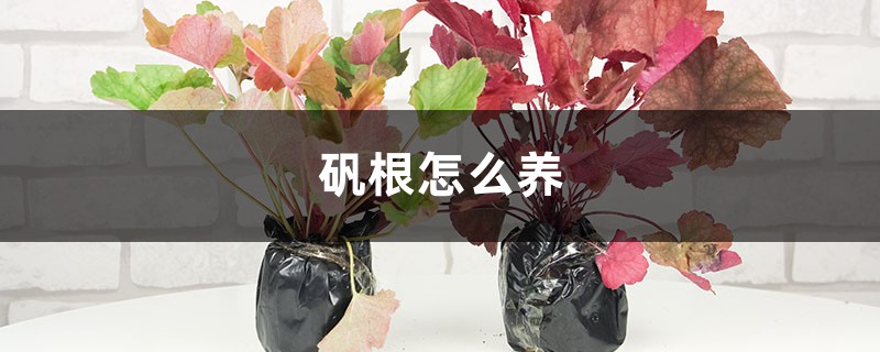 矾根如何养，矾根图片