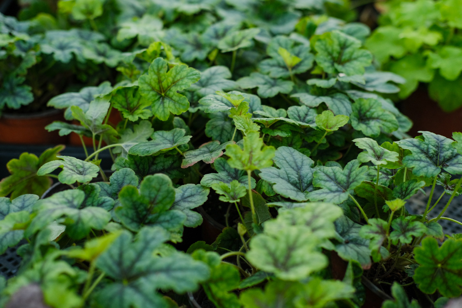 矾根如何养，矾根图片