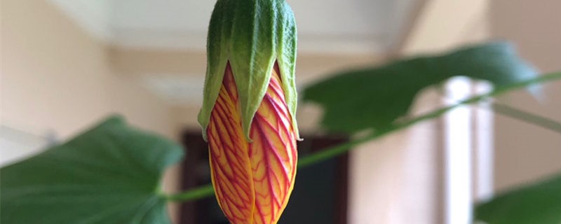 风铃花的养殖办法，风铃花图片