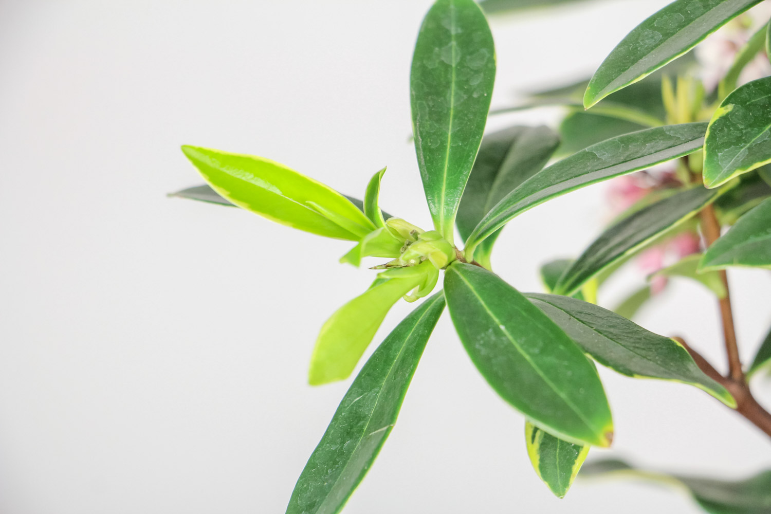 金边瑞香 瑞香的花语和寓意,有什么传说故事