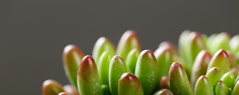 虹之玉锦的养殖办法，掉叶子如何办