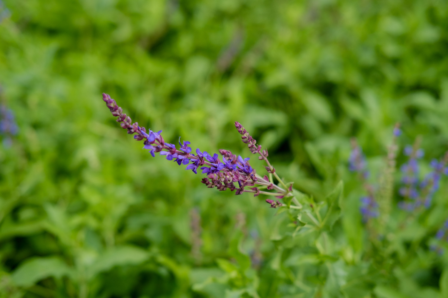 鼠尾草的花语和寓意，有什么传说故事