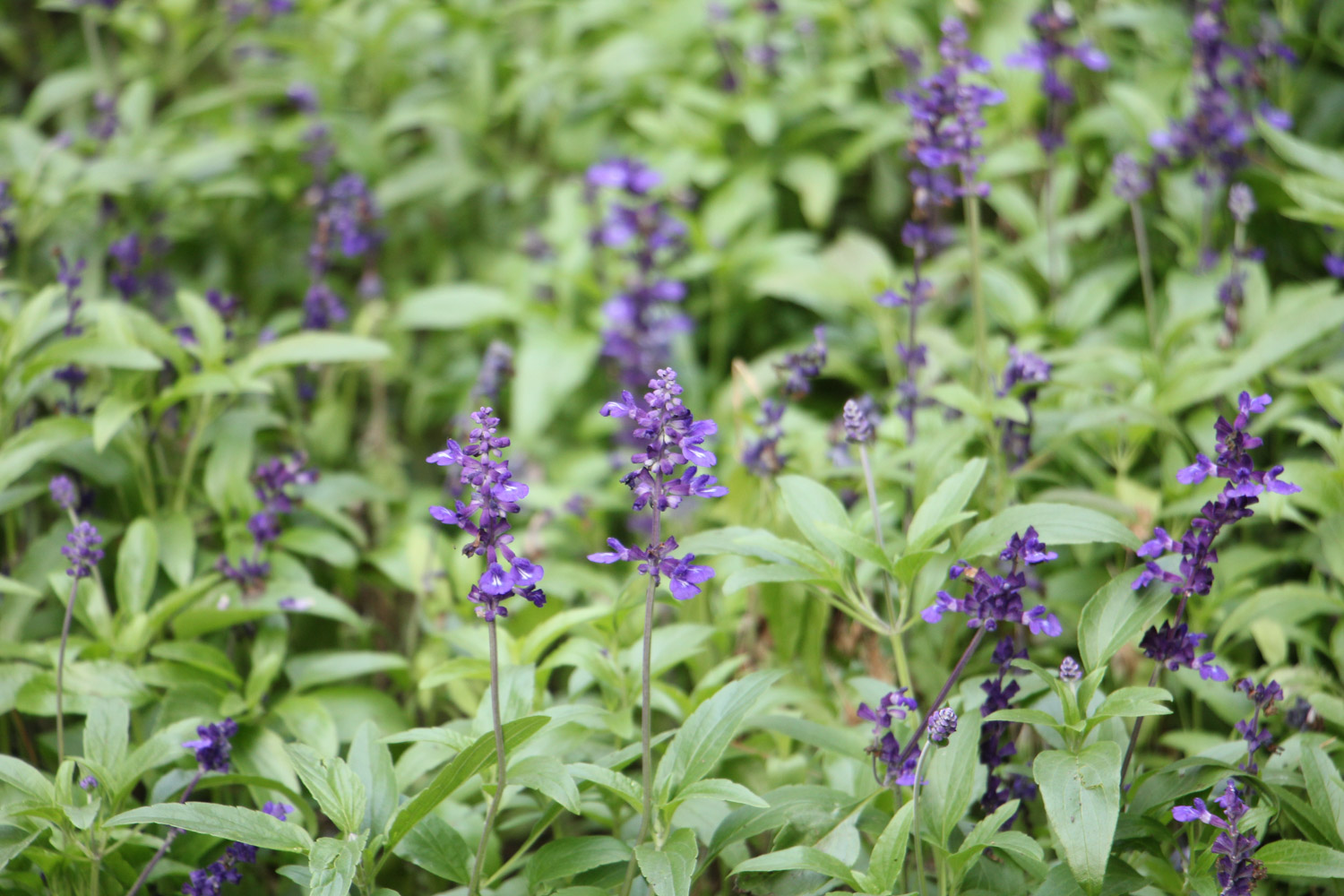鼠尾草的花语和寓意，有什么传说故事