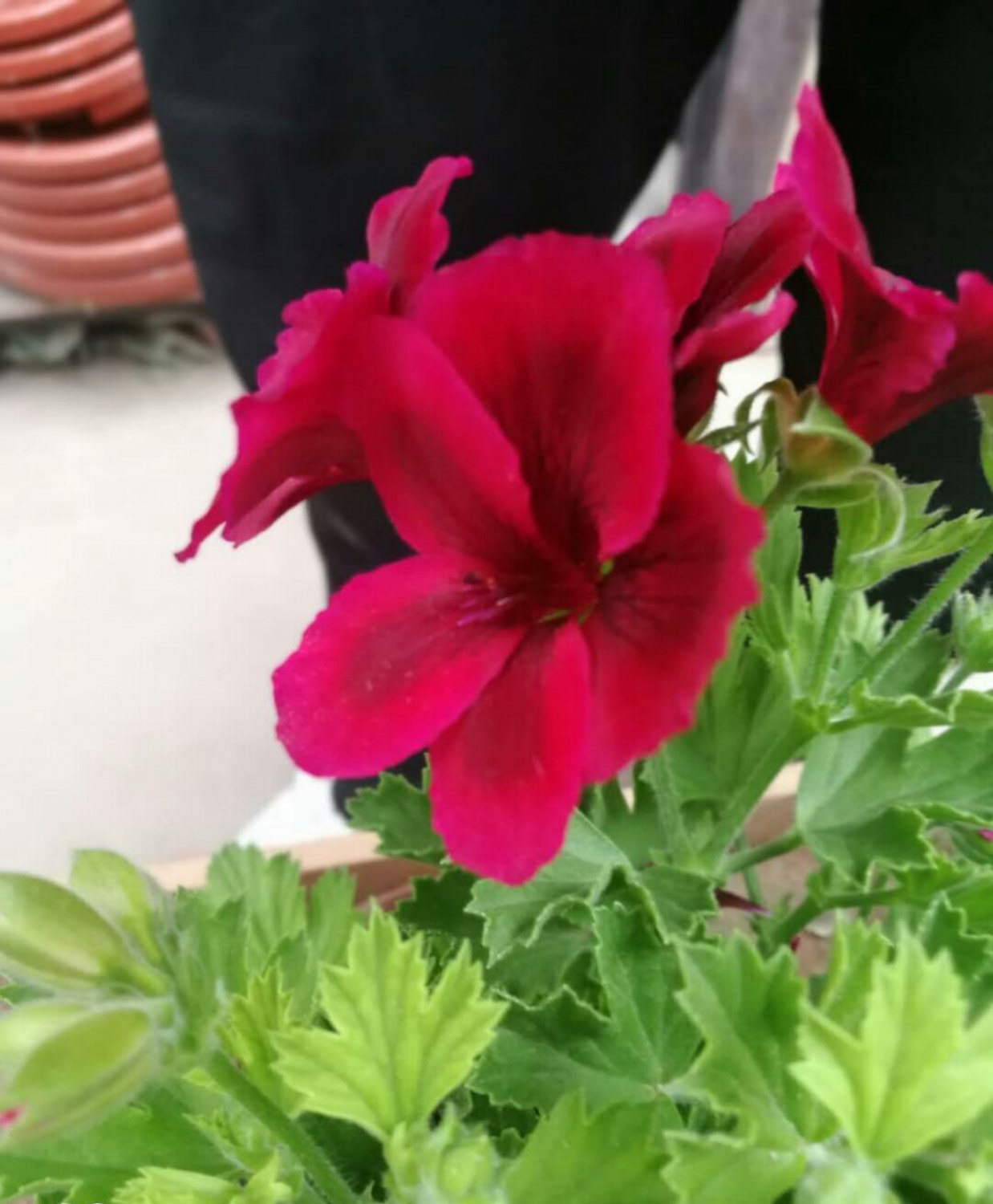 天竺葵 天竺葵的花语和寓意,有什么传说故事