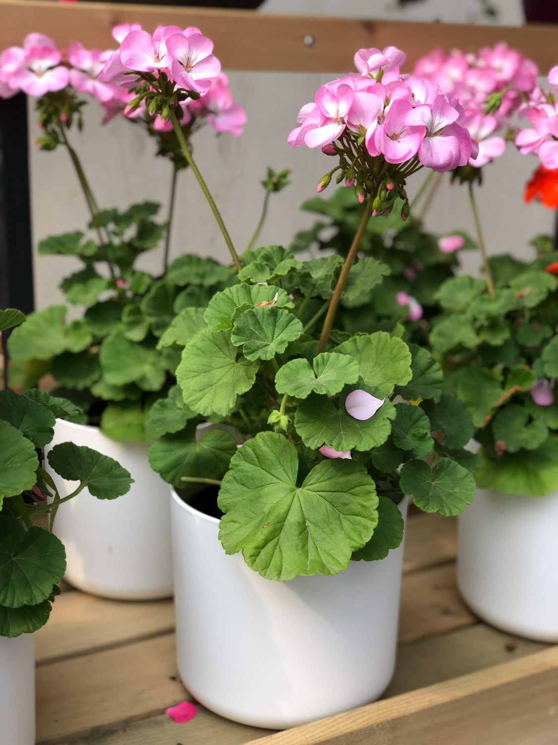 天竺葵 天竺葵的花语和寓意,有什么传说故事