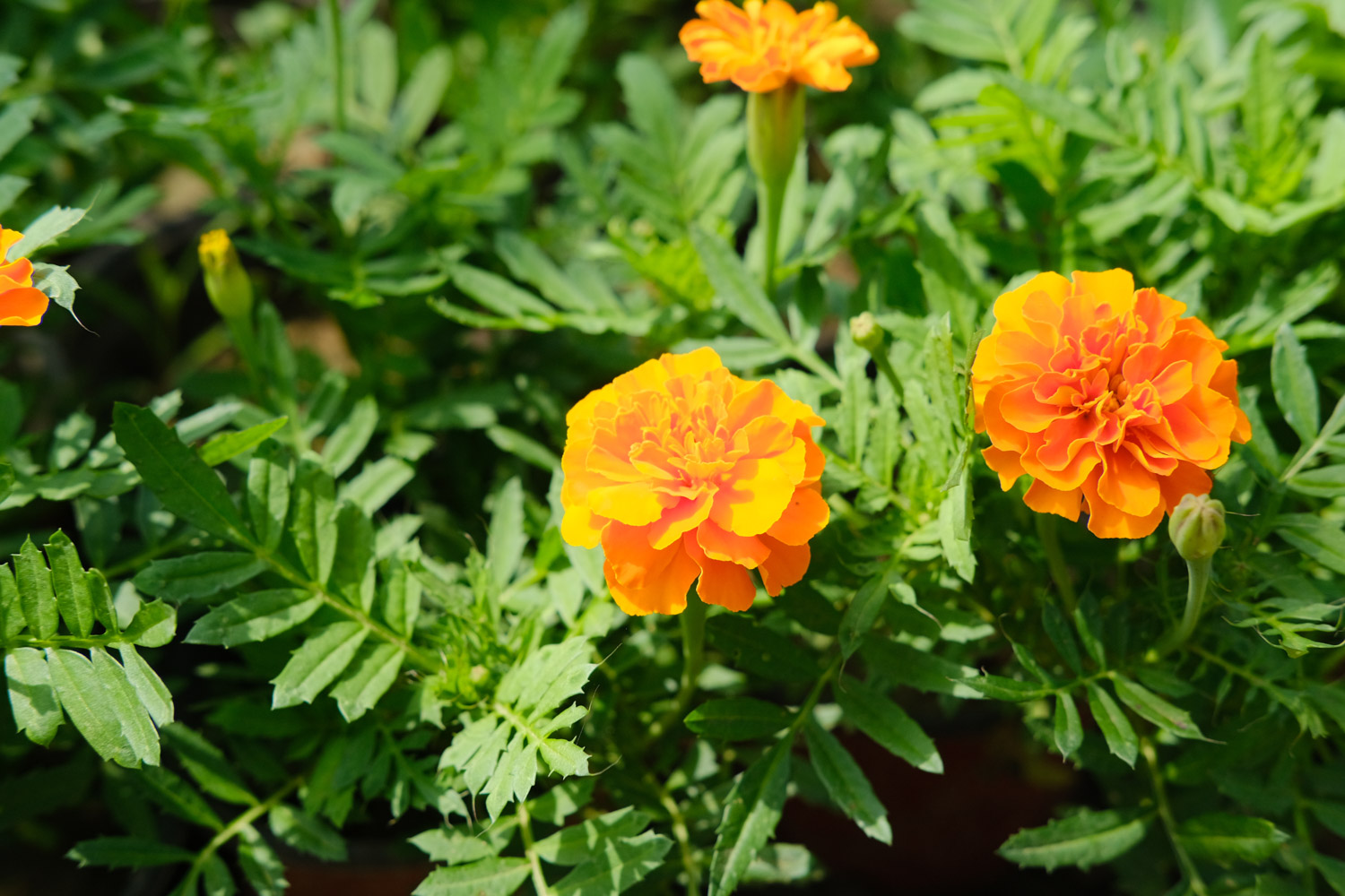 万寿菊 万寿菊的花语和寓意,有什么传说故事