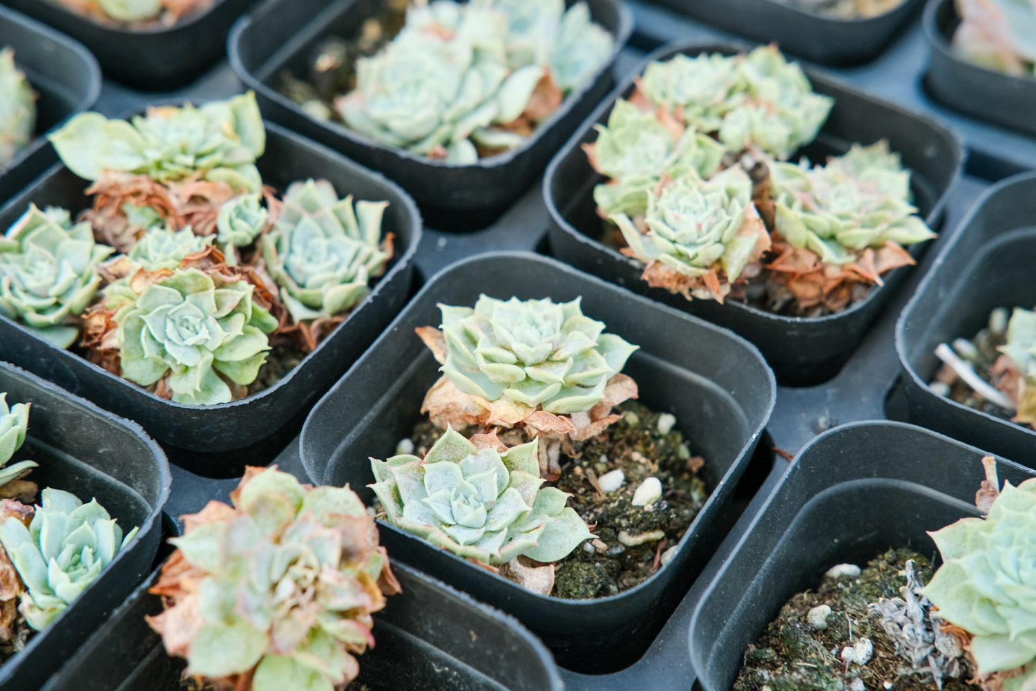 多肉 多肉奥普琳娜能长多大