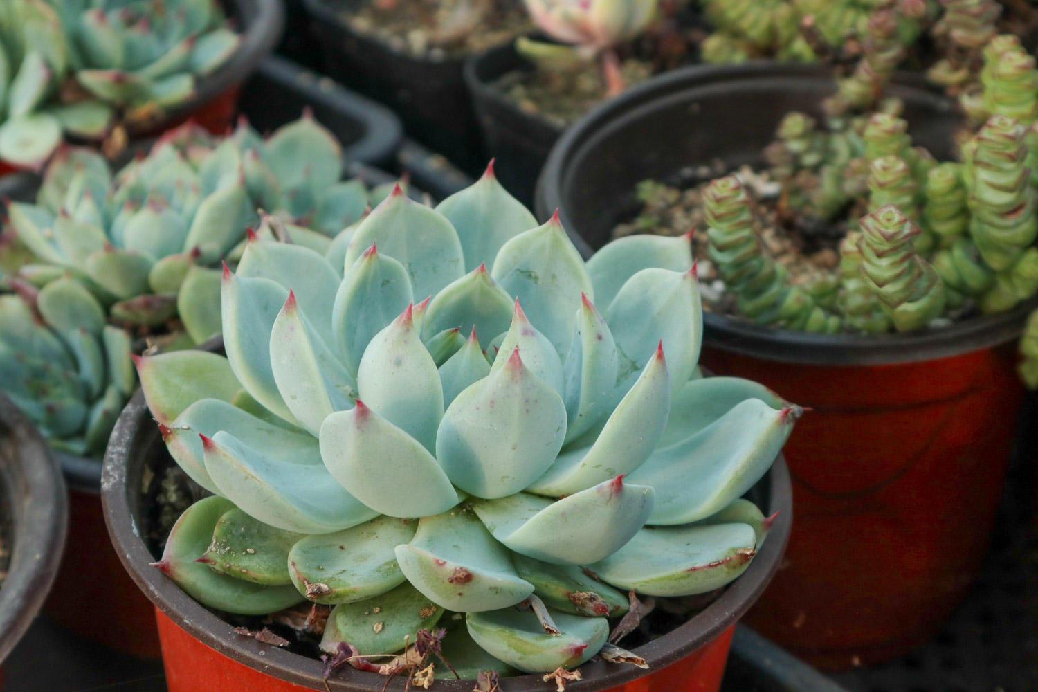 多肉 多肉奥普琳娜能长多大