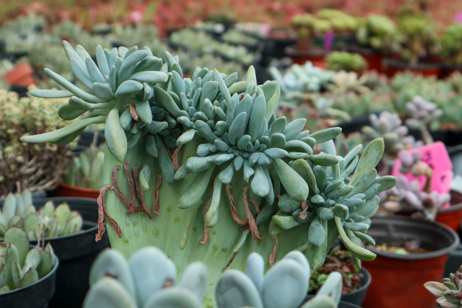 多肉 多肉奥普琳娜能长多大