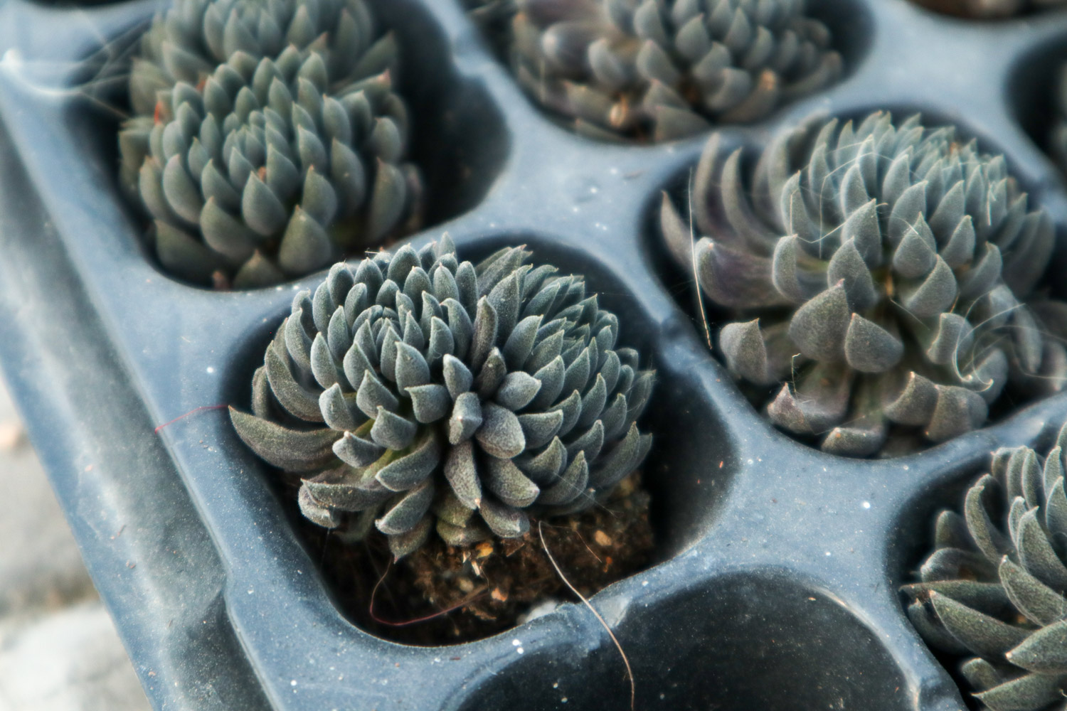 多肉奥利维亚如何养