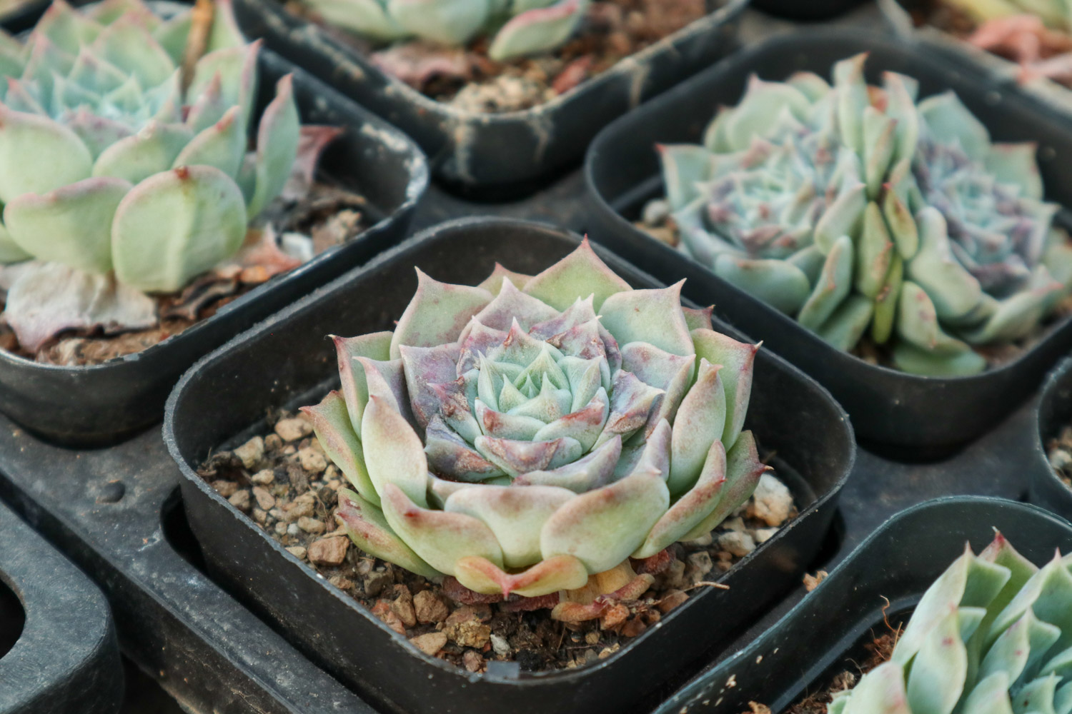 多肉奥利维亚如何养