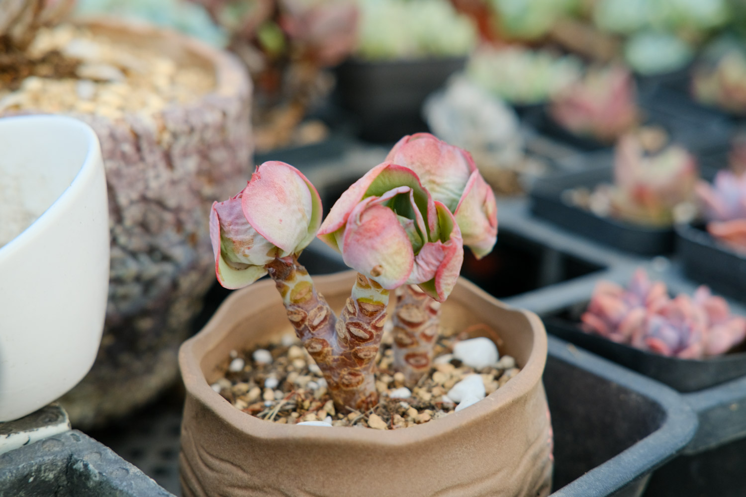 多肉奥利维亚如何养