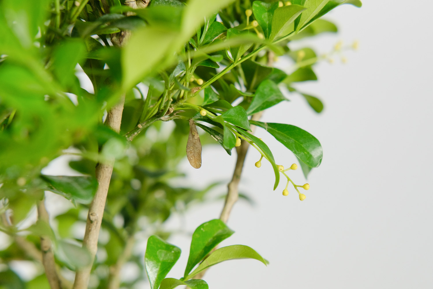 米兰的花语和寓意，有什么传说故事