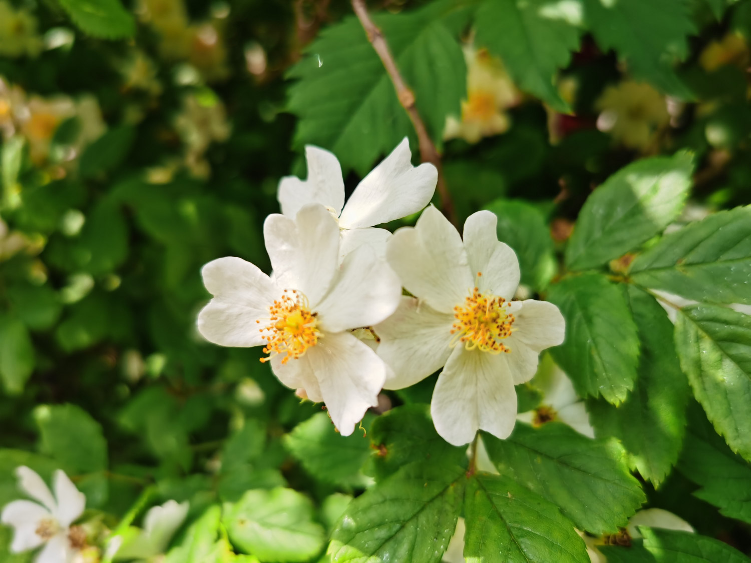 蔷薇 蔷薇的花语和寓意,适合送给什么人