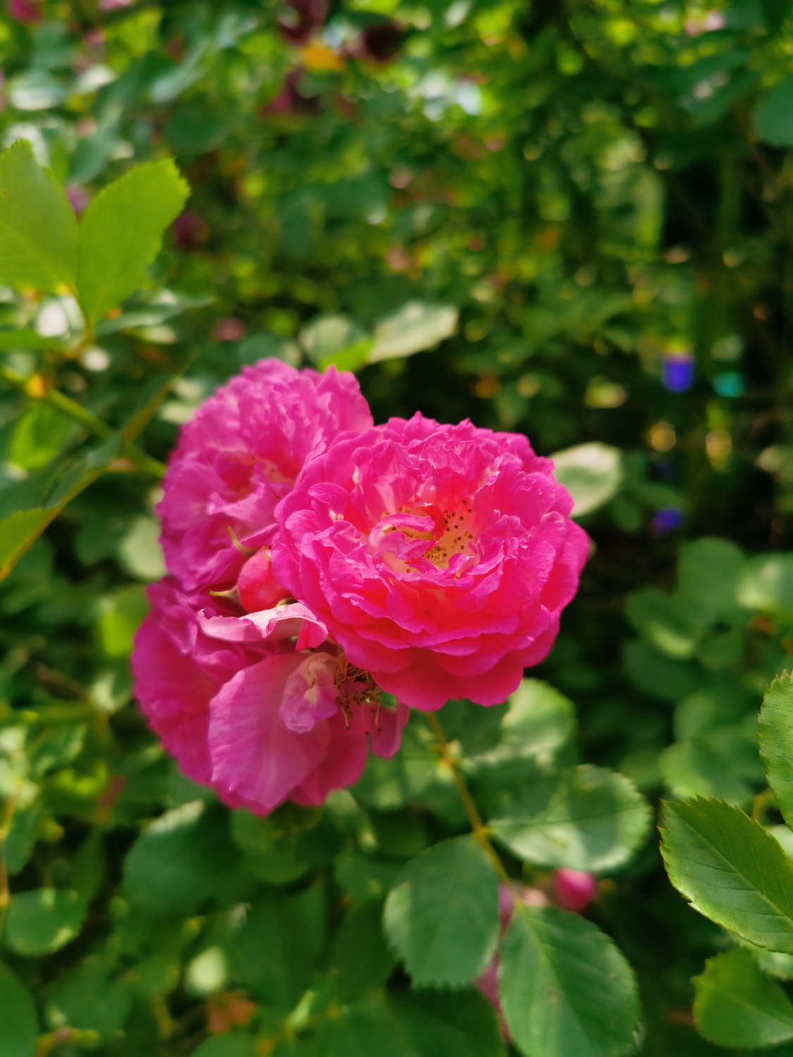 蔷薇 蔷薇的花语和寓意,适合送给什么人