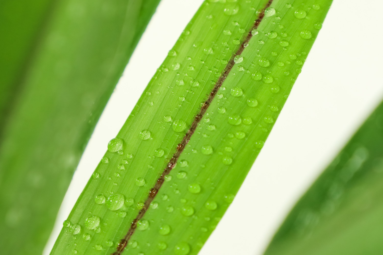 姜荷花的花语，有什么传说故事