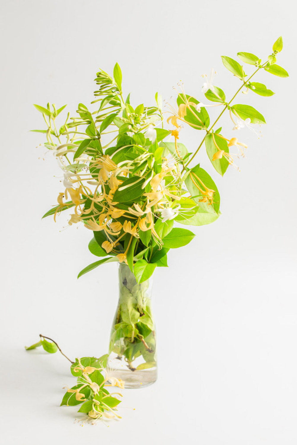 金银花的花语，有什么传说故事