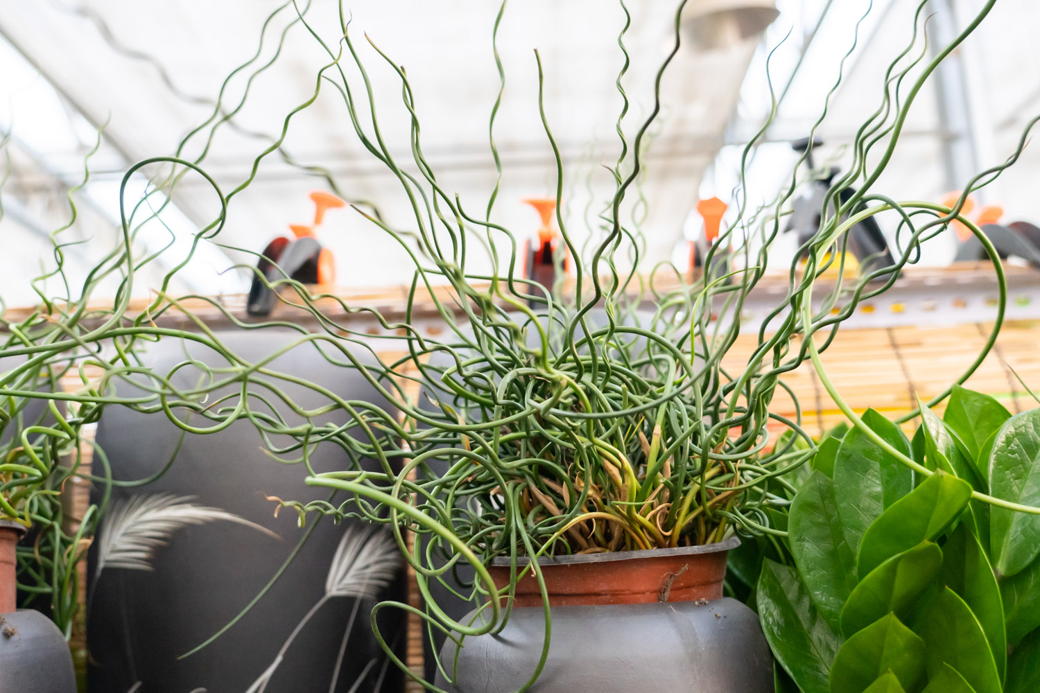 弹簧草的花语和寓意，适合送给什么人