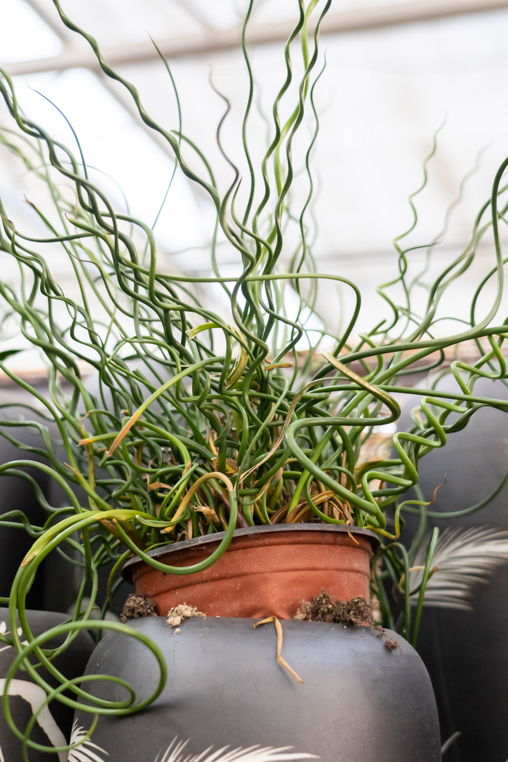 弹簧草的花语和寓意，适合送给什么人