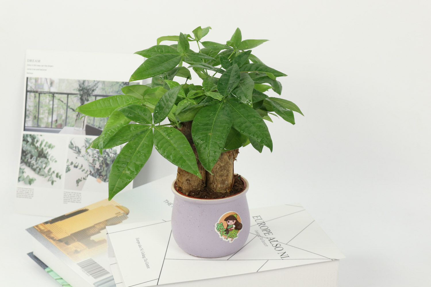 发财树 发财树的花语和寓意,有什么传说故事