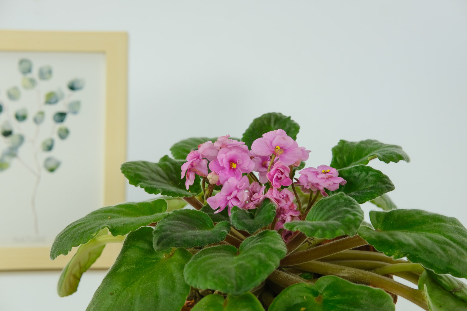 非洲堇的花语和寓意，有什么传说故事