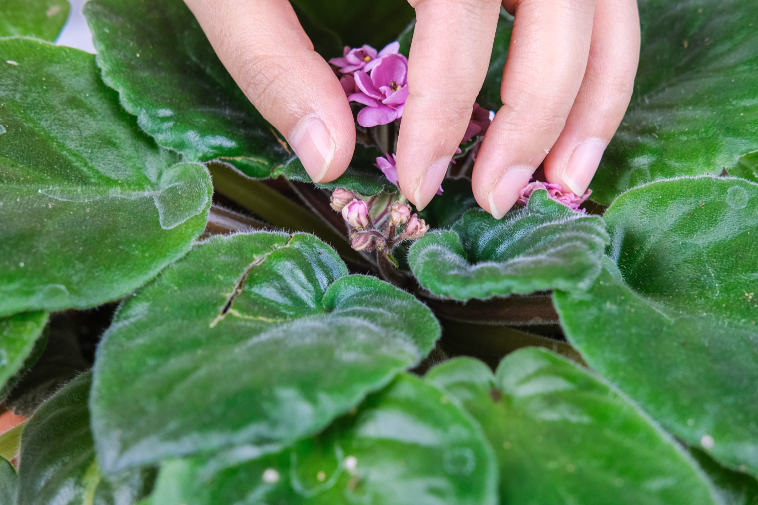 非洲堇的花语和寓意，有什么传说故事