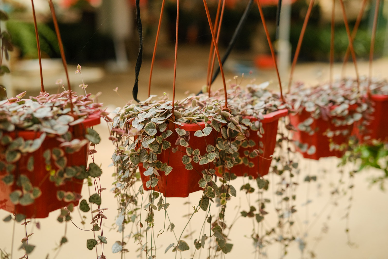 爱之蔓的花语和寓意，送人有什么禁忌