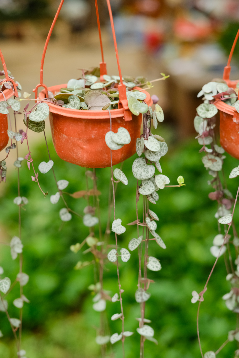 爱之蔓的花语和寓意，送人有什么禁忌