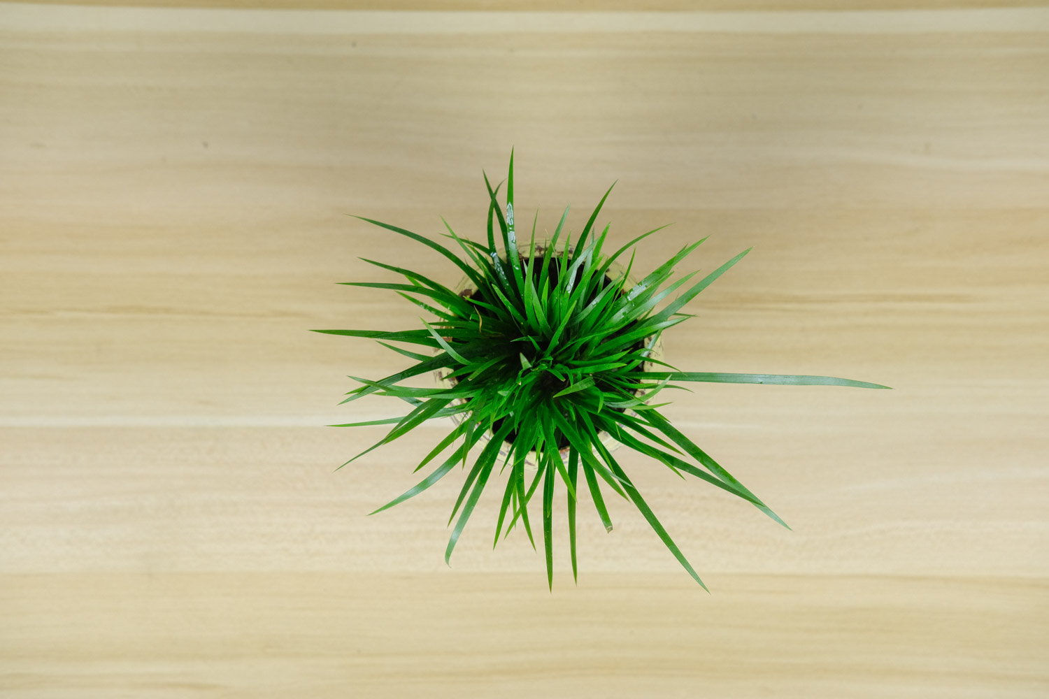 菖蒲 菖蒲花的花语和寓意,有什么传说故事