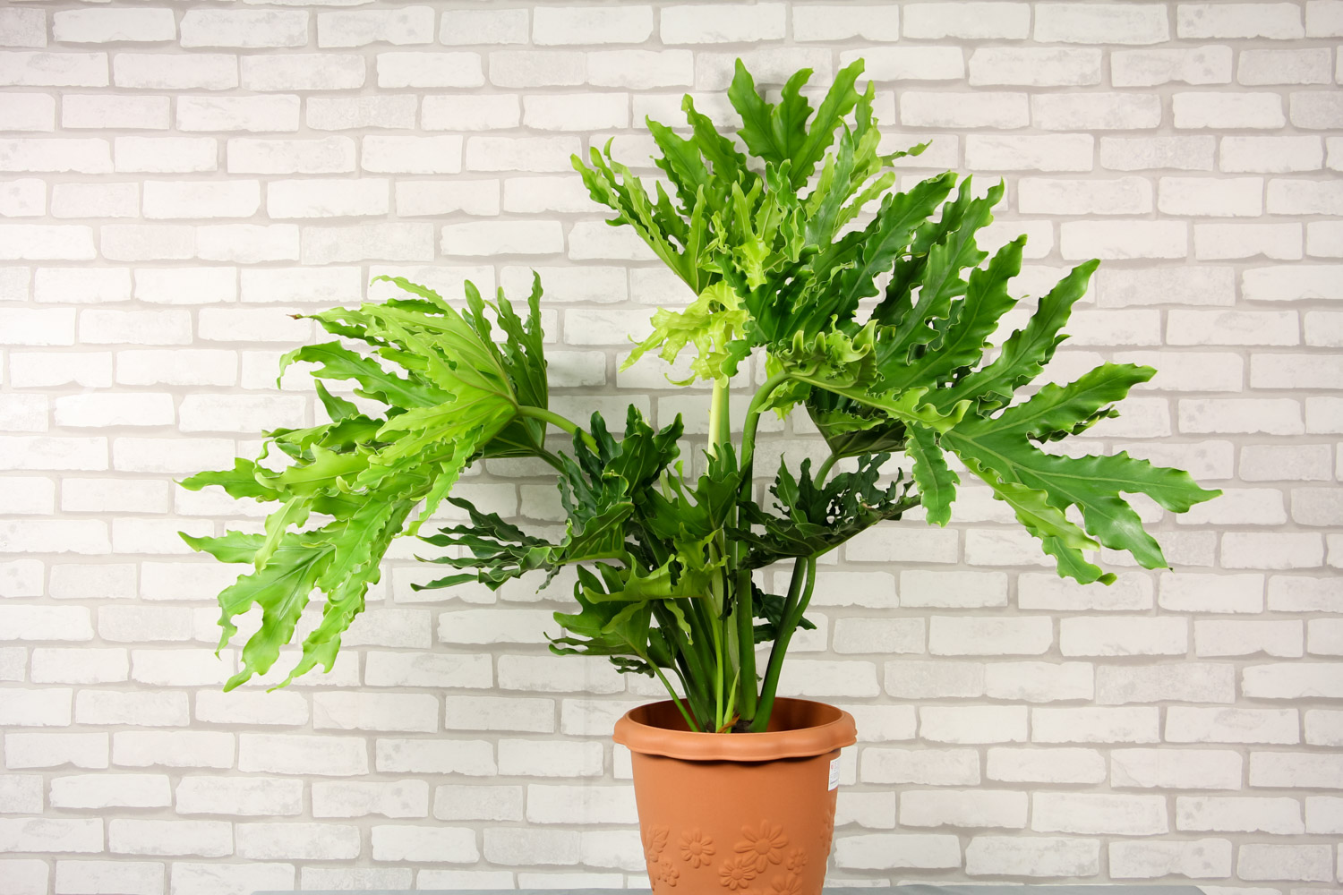 春羽的花语和寓意，适合送给什么人