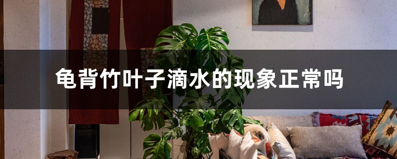 龟背竹叶子滴水的现象正常吗，日常如何养护