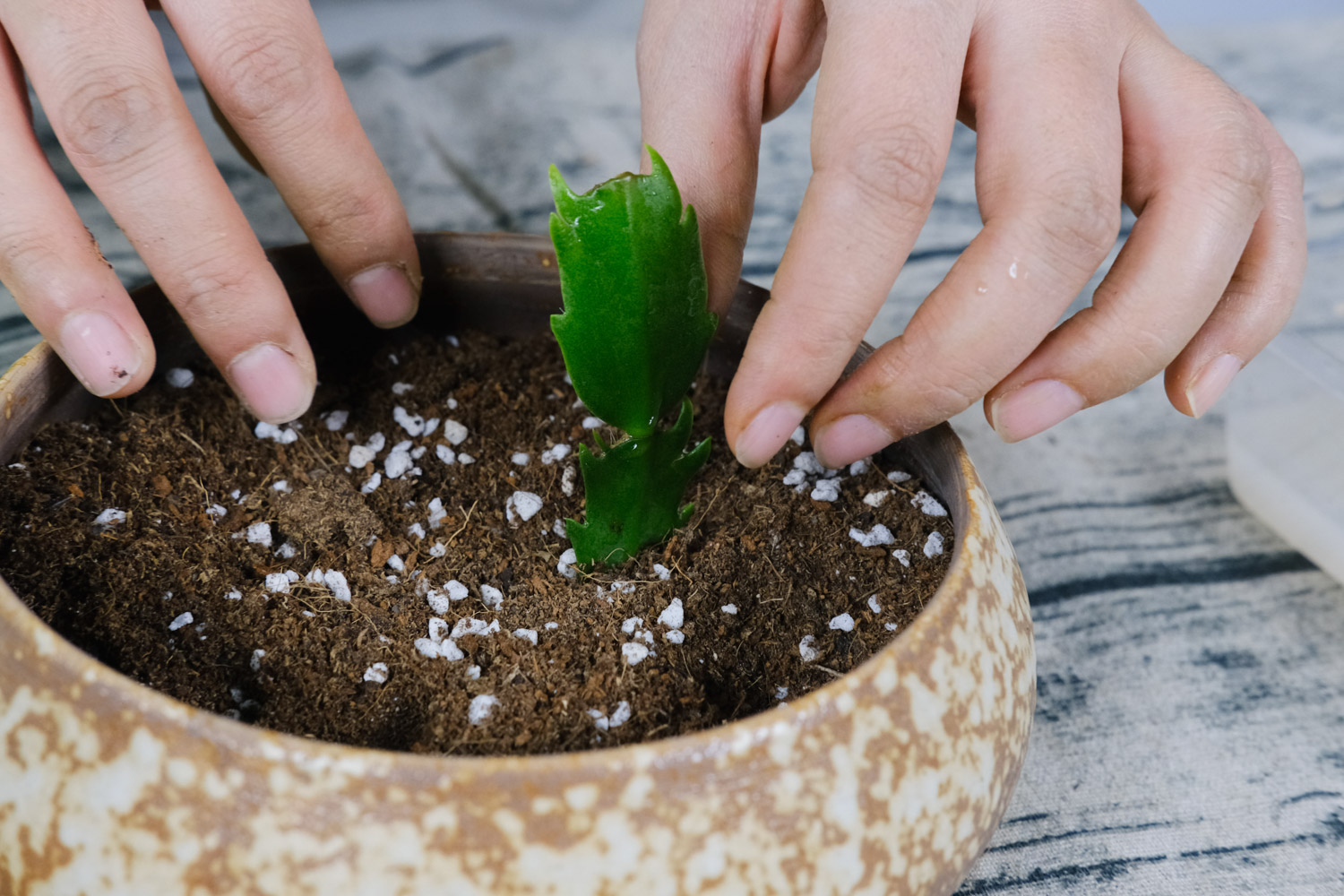 蟹爪兰放在卧室有毒吗，放在什么地方好