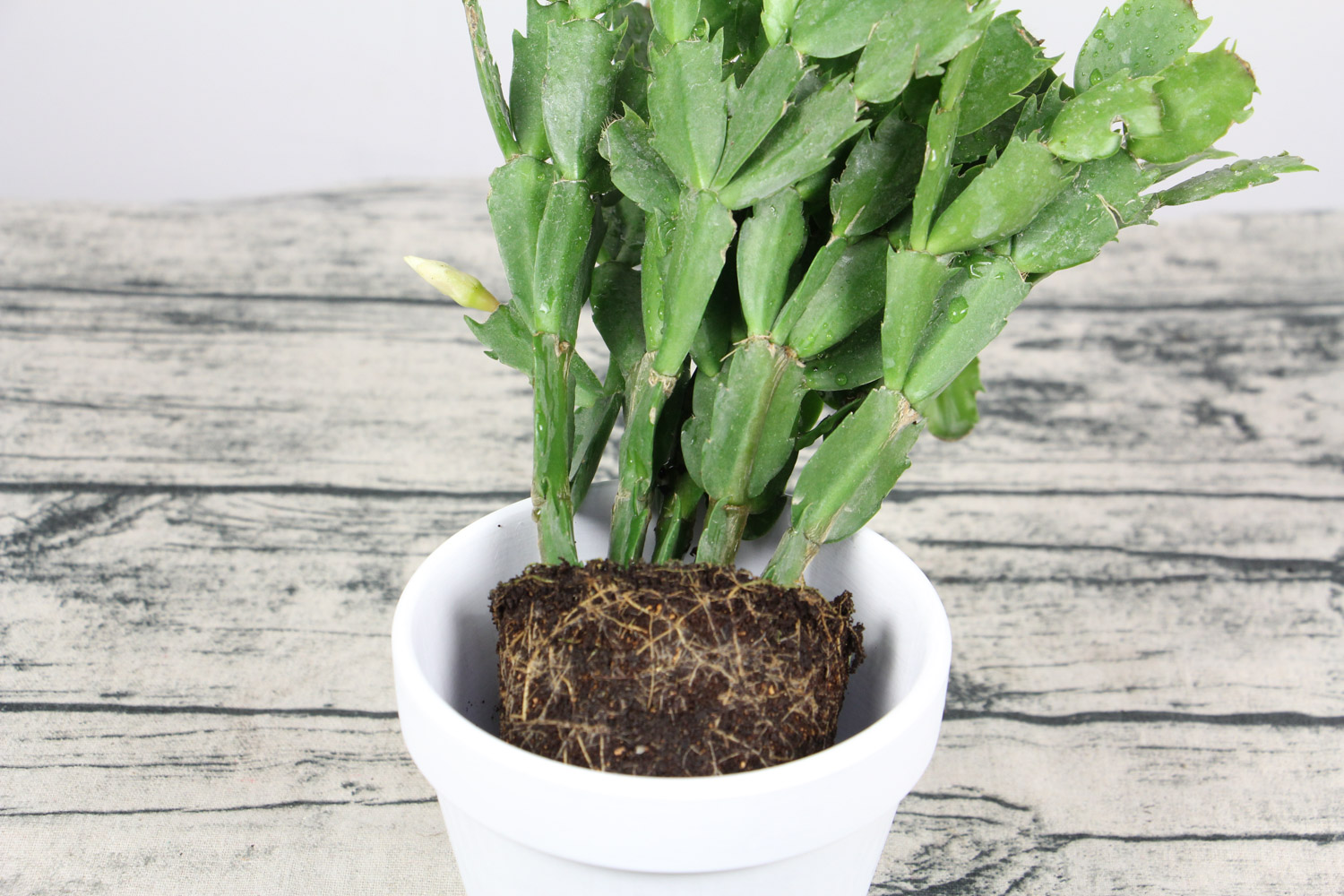 蟹爪兰放在卧室有毒吗，放在什么地方好