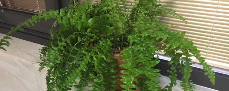 波士顿蕨的养殖办法，如何繁殖