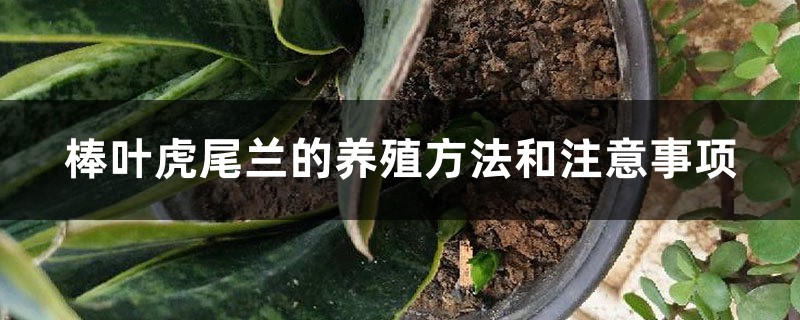 棒叶虎尾兰的养殖办法和留意事项