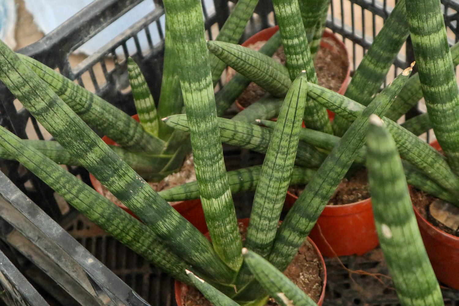 棒叶虎尾兰的养殖办法和留意事项