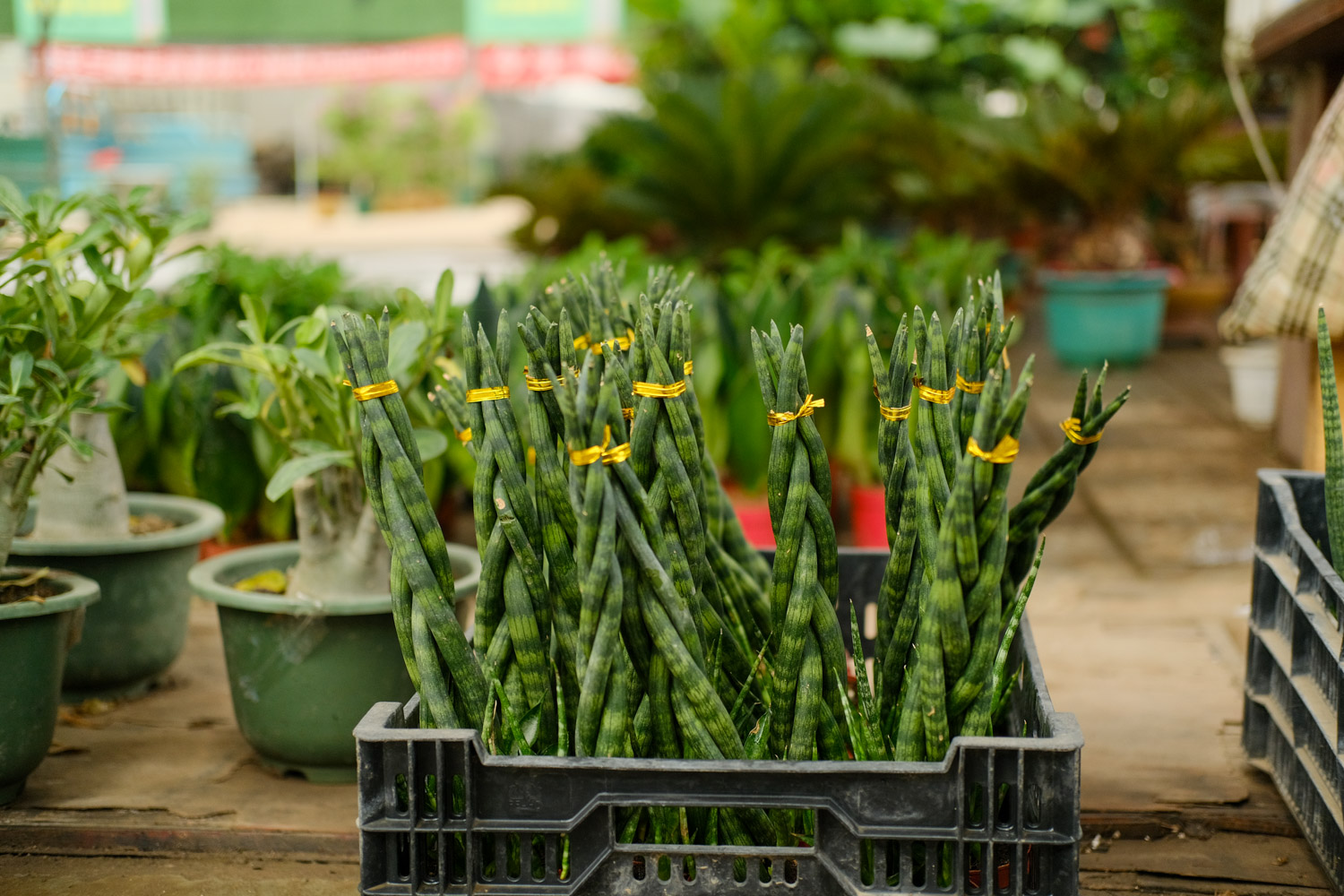 棒叶虎尾兰的养殖办法和留意事项