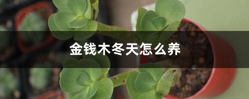 金钱木冬季如何养，冻上了如何办