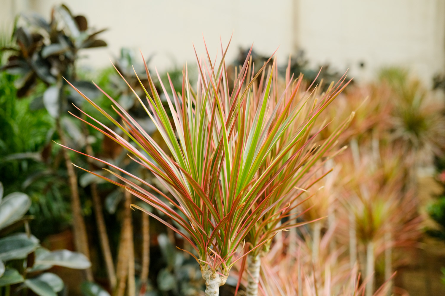 千年木的养殖办法和留意事项