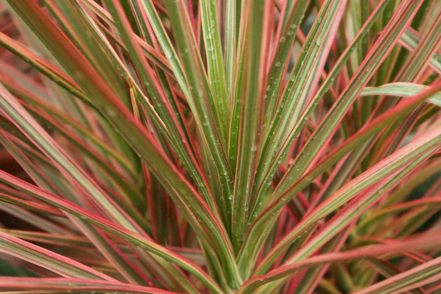 千年木的养殖办法和留意事项