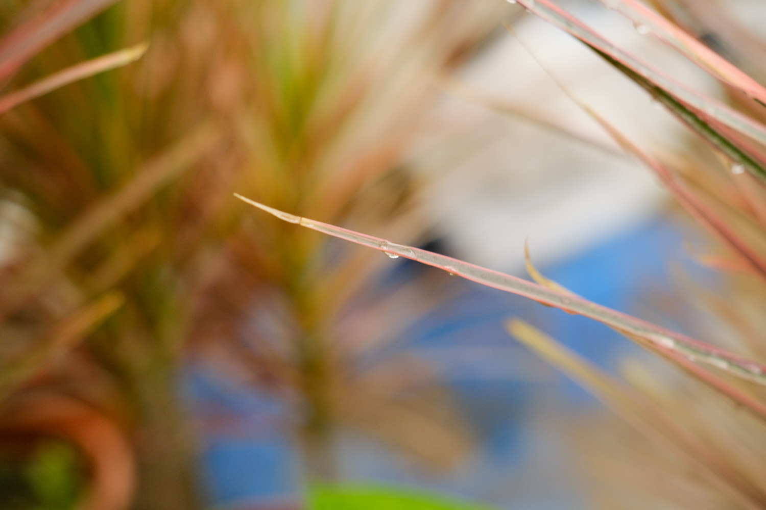 千年木的养殖办法和留意事项
