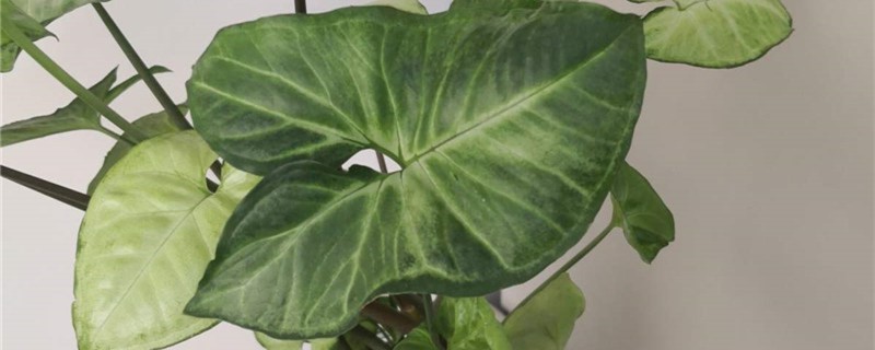 合果芋的养殖办法