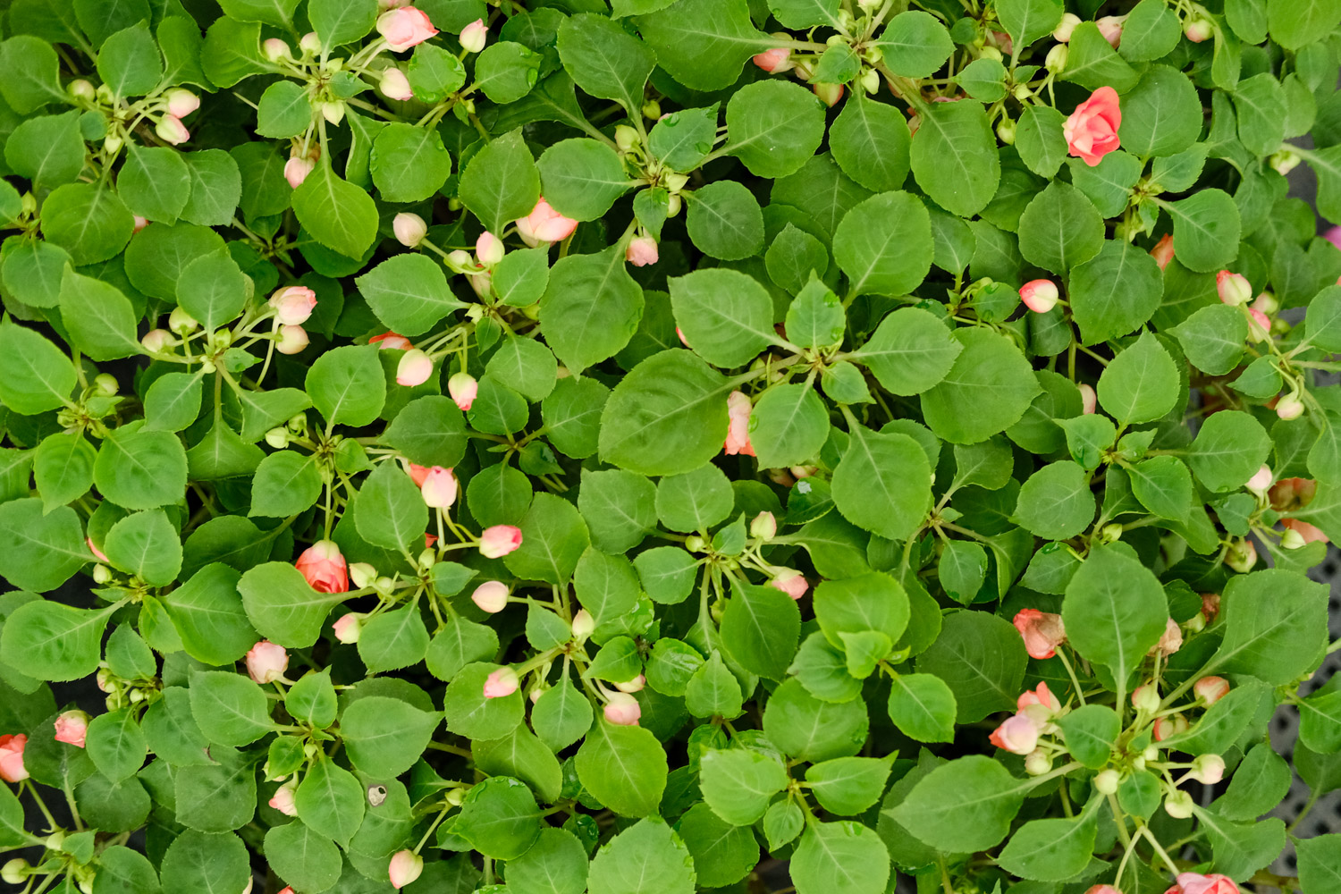 凤仙花养殖办法和留意事项