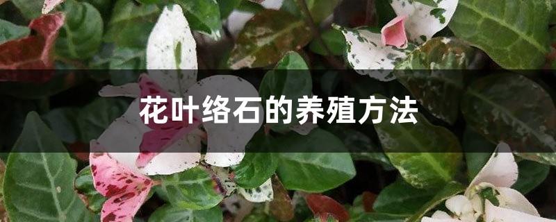 花叶络石的养殖办法